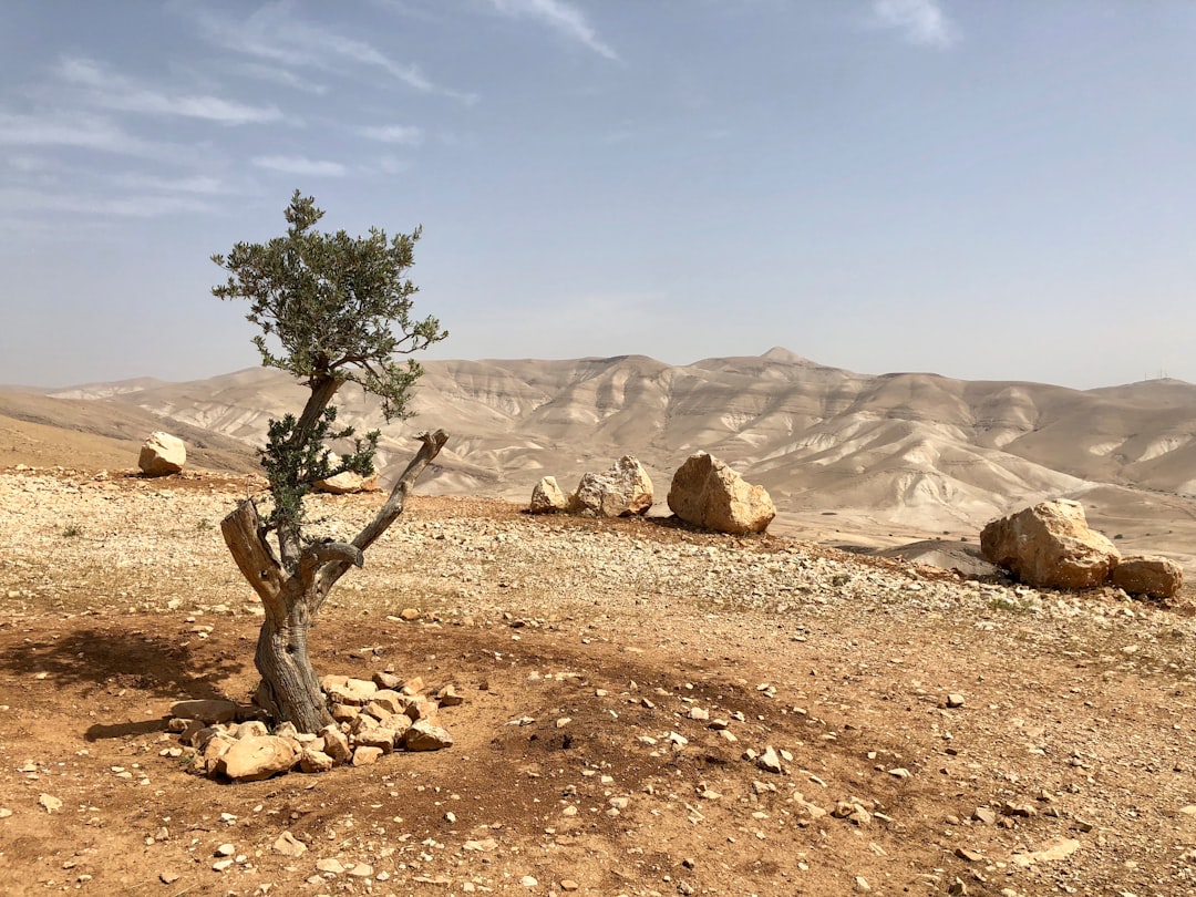 מסגדים הוצתו ופלסטינים הותקפו בגדה — אלימות המתנחלים שוב בשיא